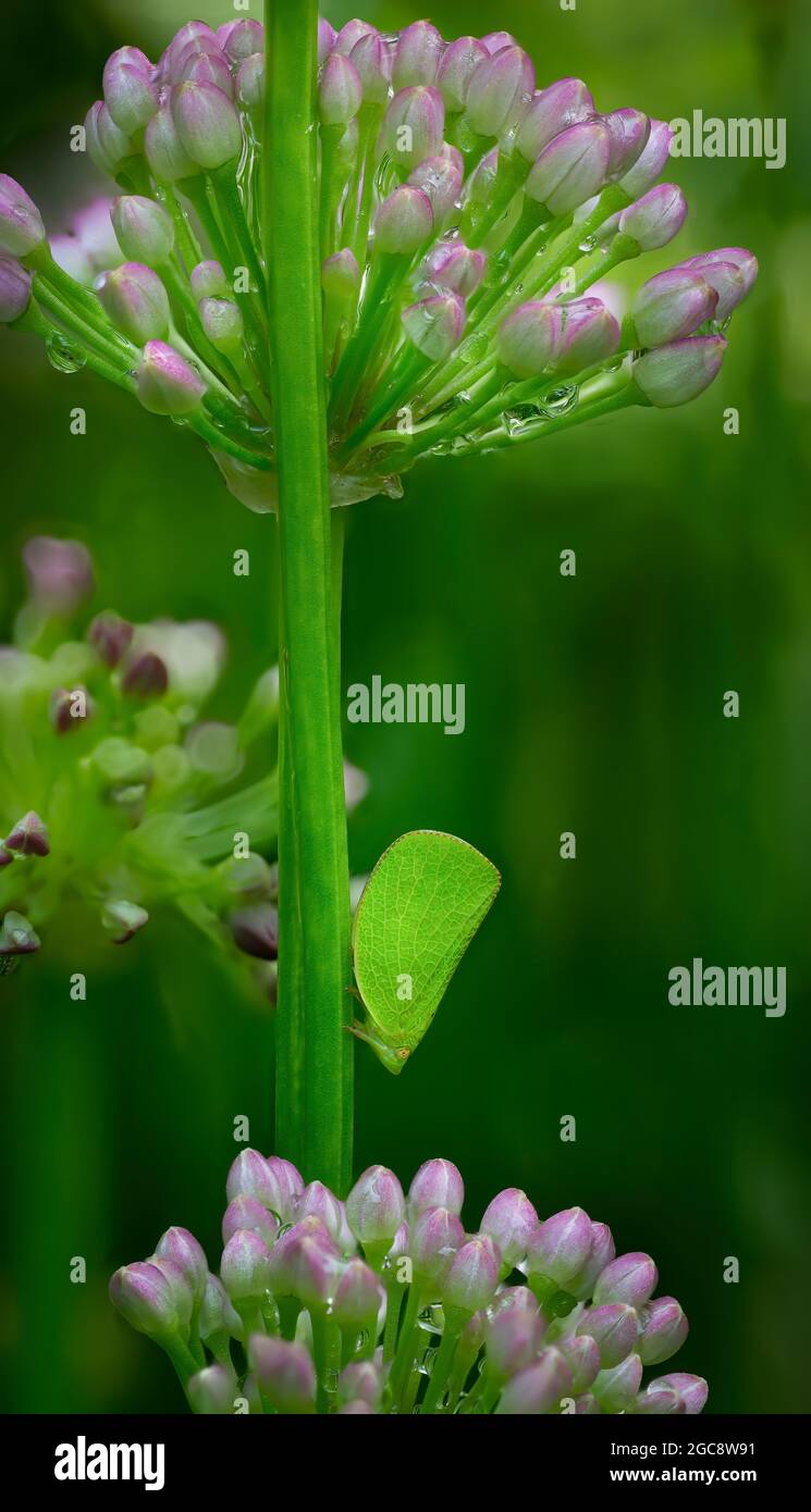 Green coneheaded planthopper (Acanalonia conica) on stem of aging chive plant (Allium senescens) after a rain in garden in central Virginia. Stock Photo