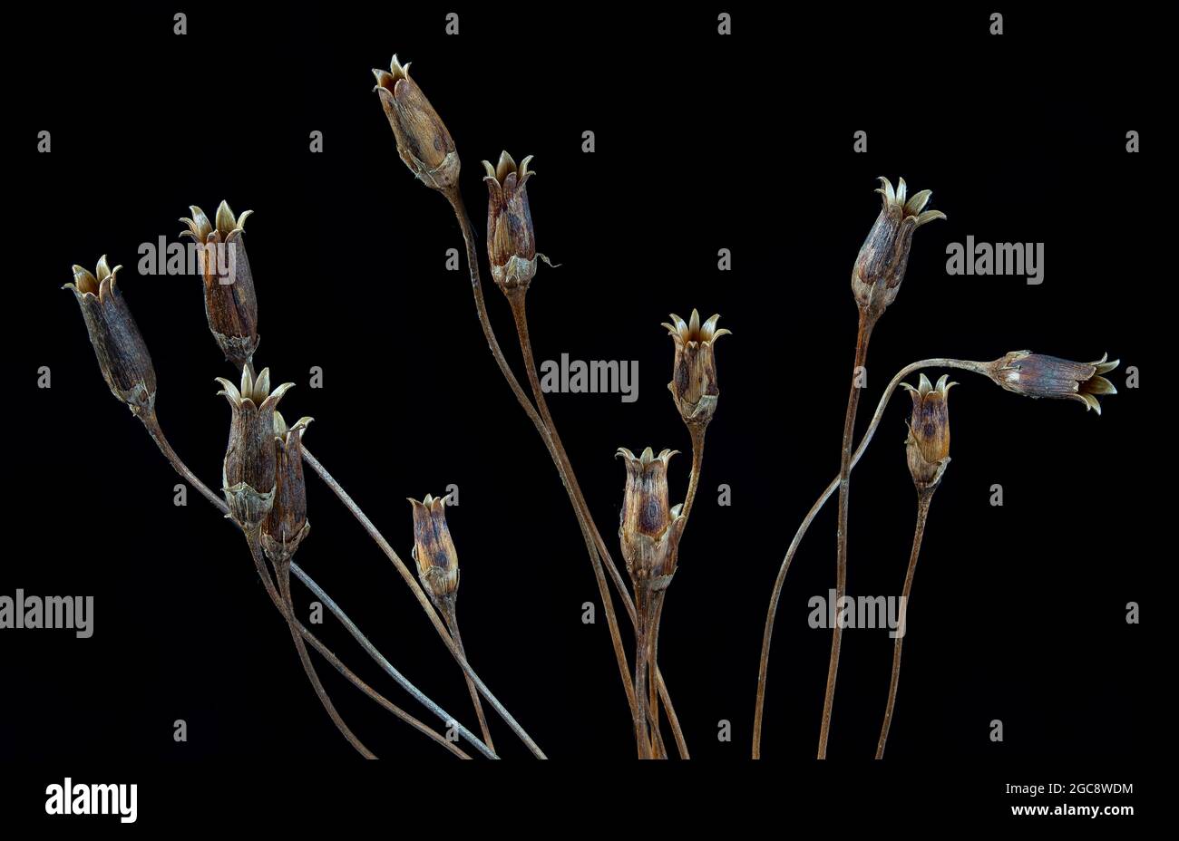 Shooting star (Dodecatheon meadia) seed pods in late summer. Stock Photo