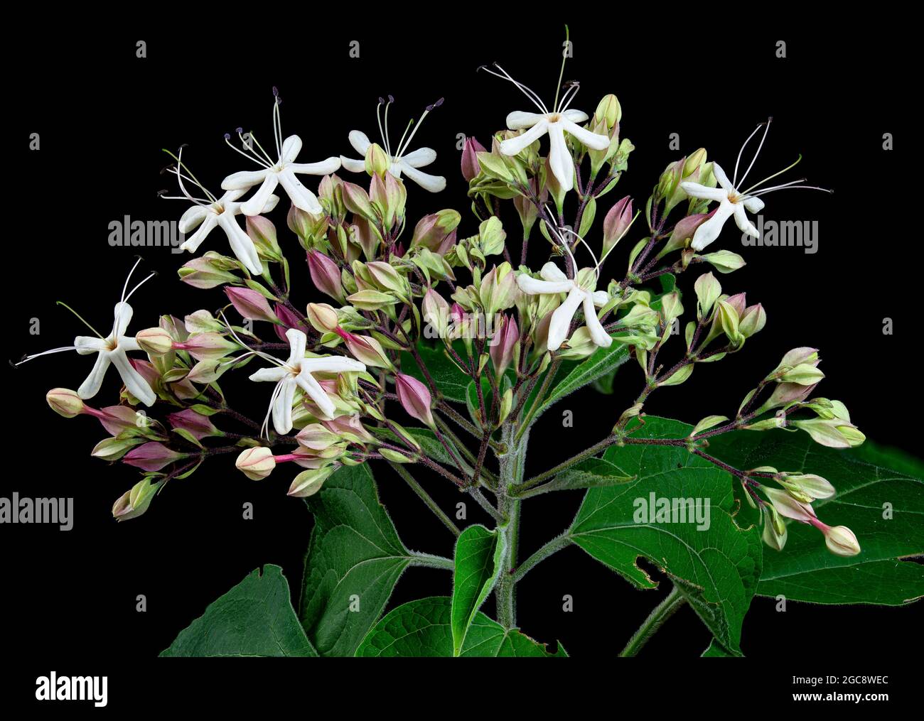 Flowers, buds, and leavaes of Harlequin glory-bower (Clerodendrum trichocomum), a shrub native to Eastern Asia and grown eslewhere as an ornamental sh Stock Photo