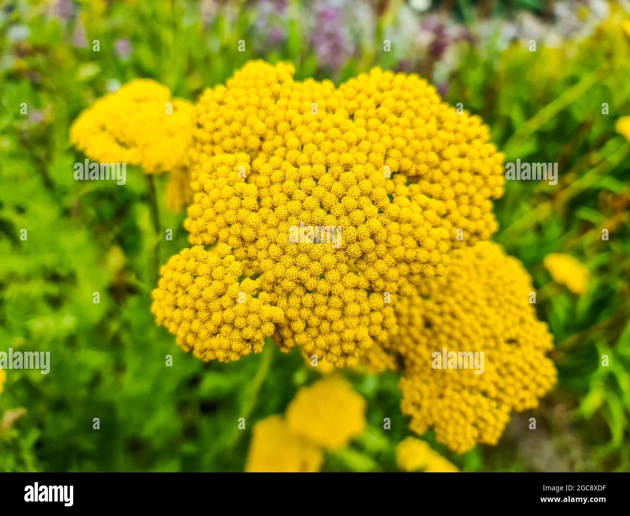 Selective focus shot of yellow Fernleaf Yarrow flowers in the garden Stock Photo