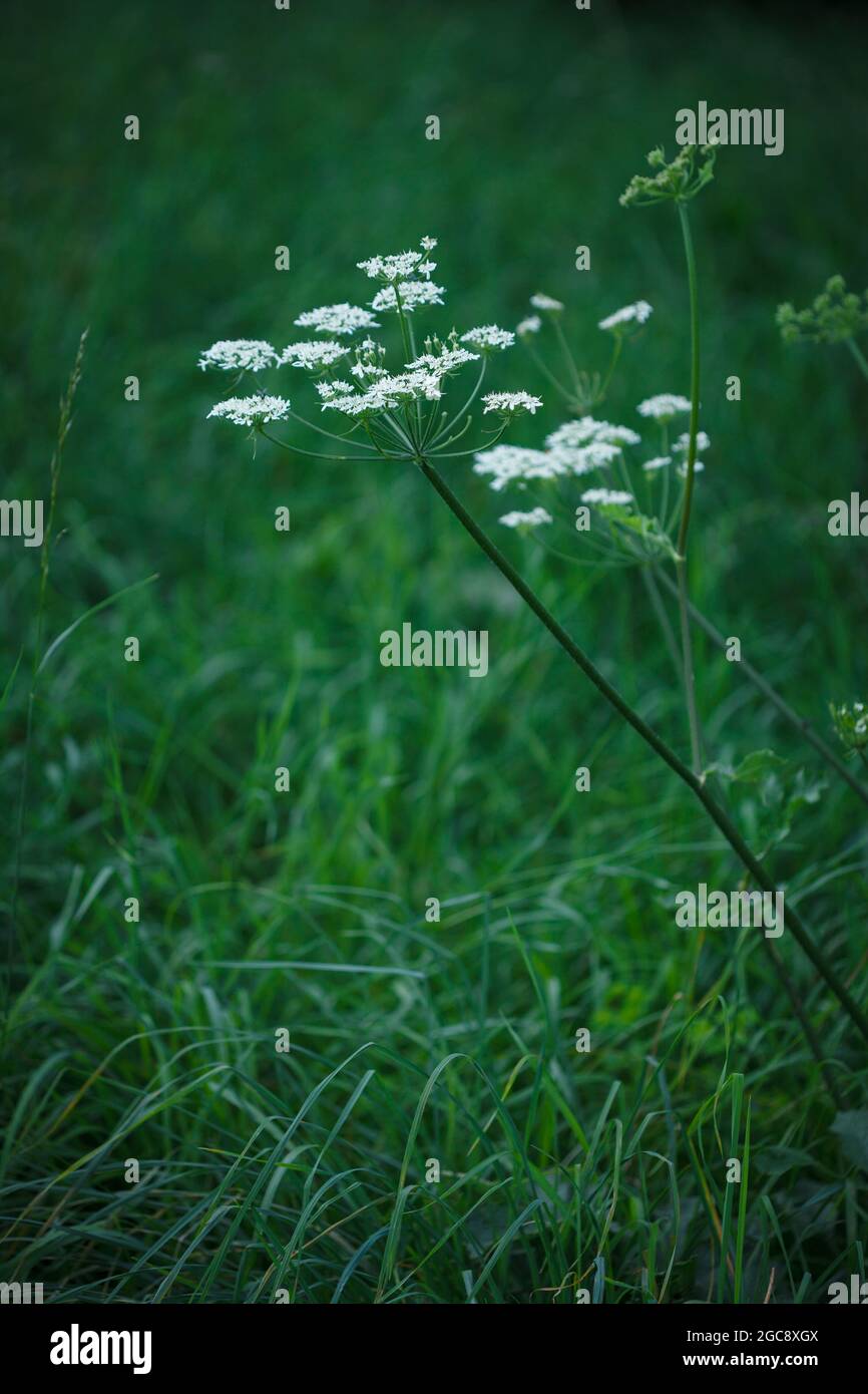 Simple white flowers of Fool's Parsley plant (Aethusa cynapium) with lush green grass background on summer natural meadow in Vaud, Switzerland Stock Photo