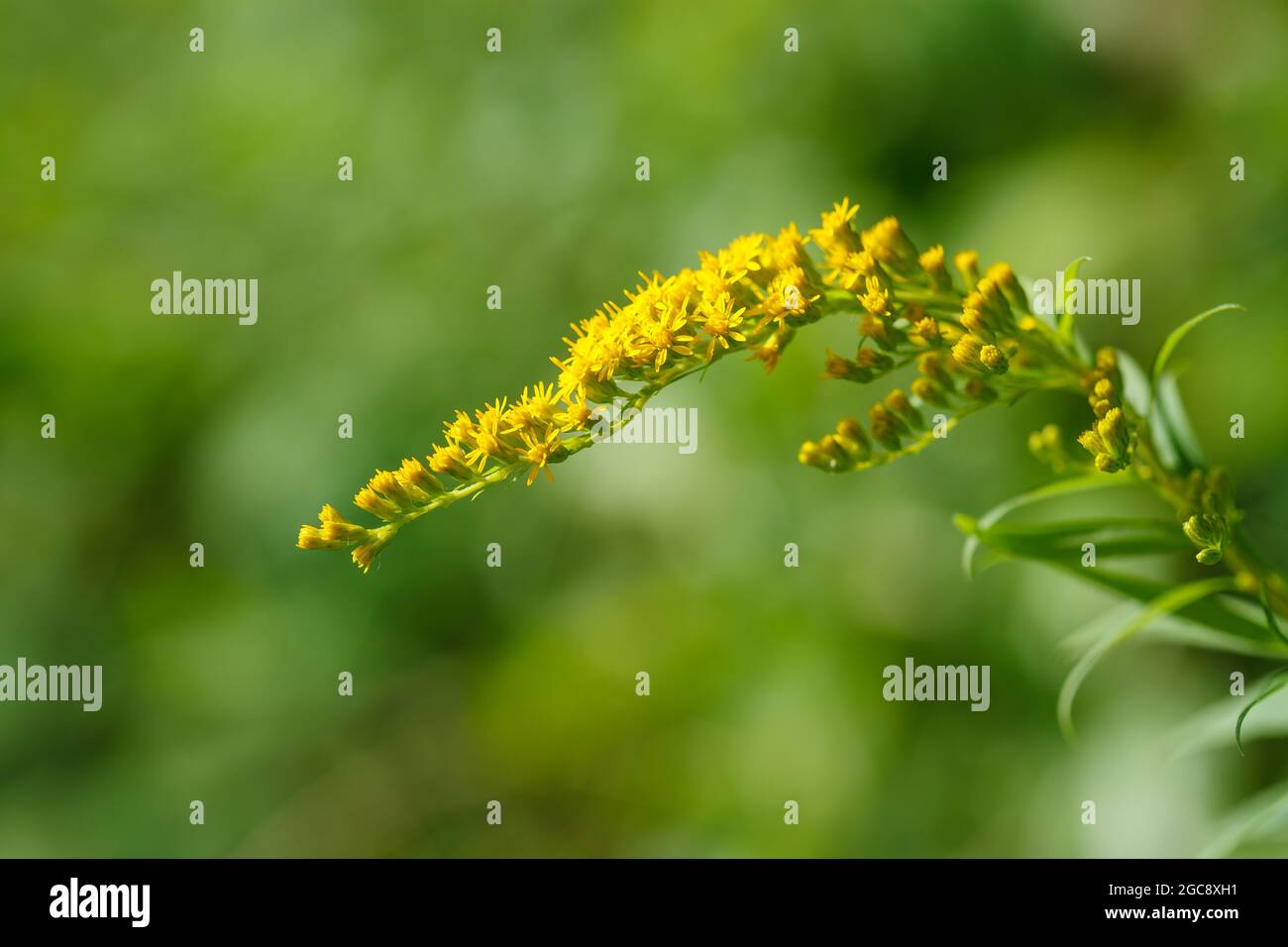 Simple pretty yellow flowers of Canadien goldenrod (Solidago canadensis)  in sunny summer natural meadow in Vaud, Switzerland Stock Photo