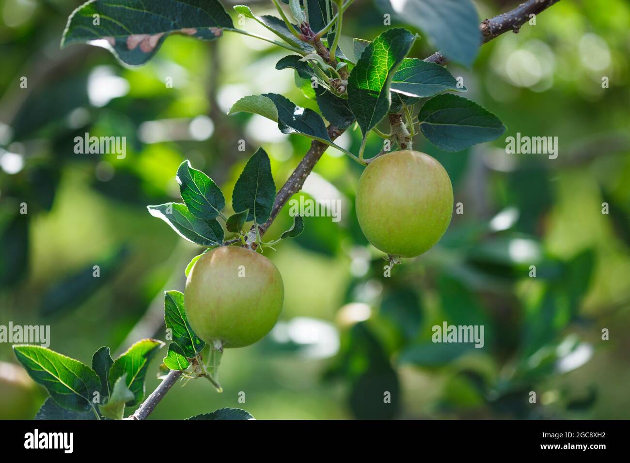 Branch of apple tree with growing two ripening  apples in orchard in Vaud, Switzerland during summer growing season. Blurry background. Stock Photo