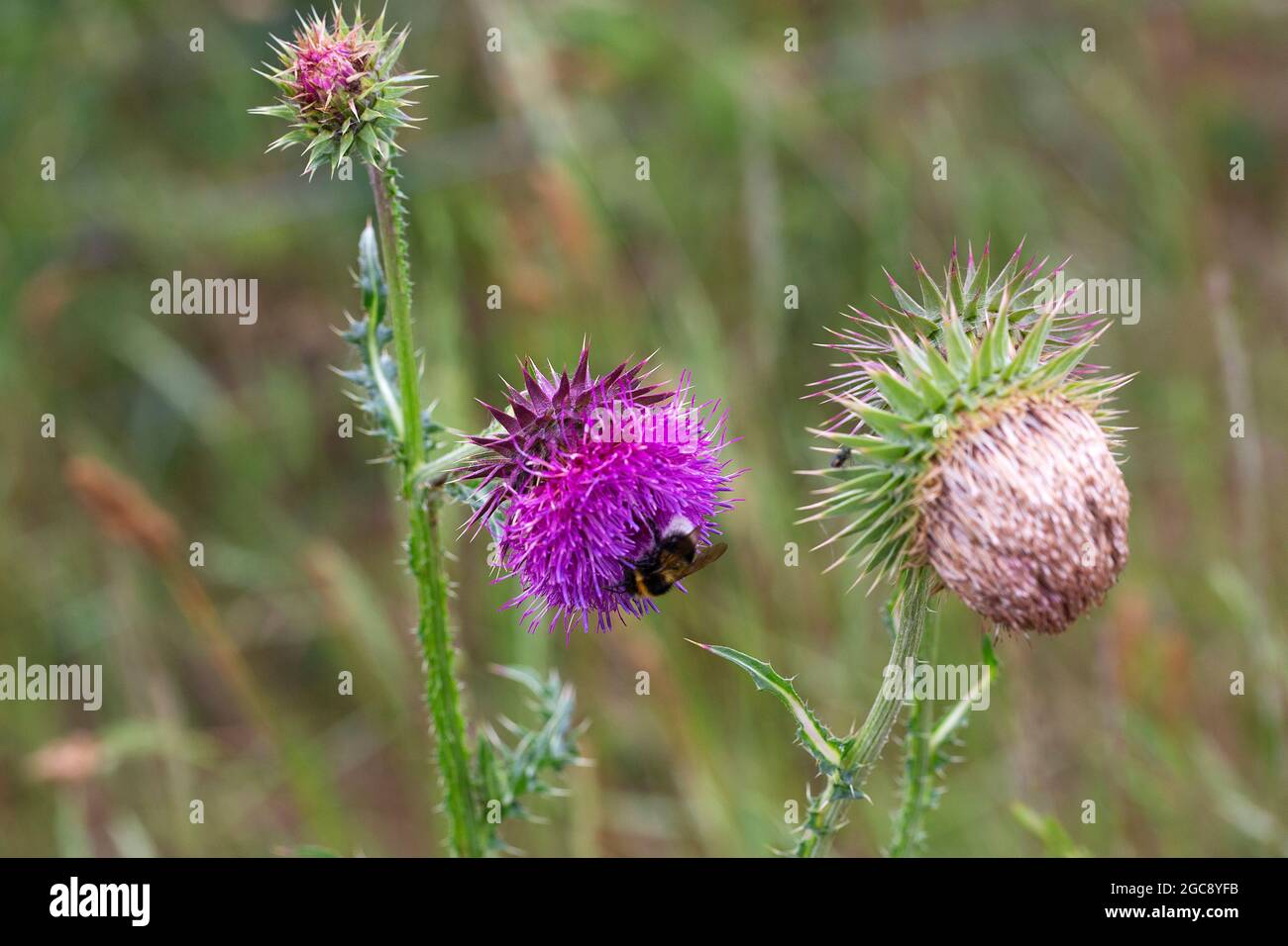 Musk Thistle or Nodding Thistle (Carduus nutans); bud, flower and seed Stock Photo