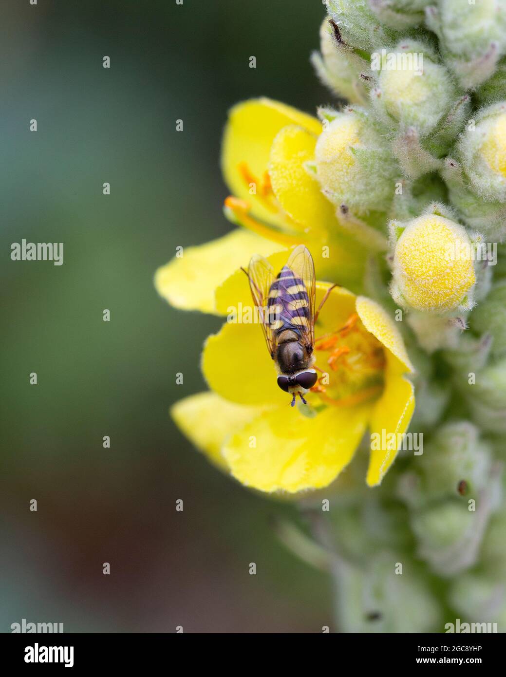 Hoverfly Eupeodes corollae on flower of Great mullein (Verbascum thapsus) Stock Photo