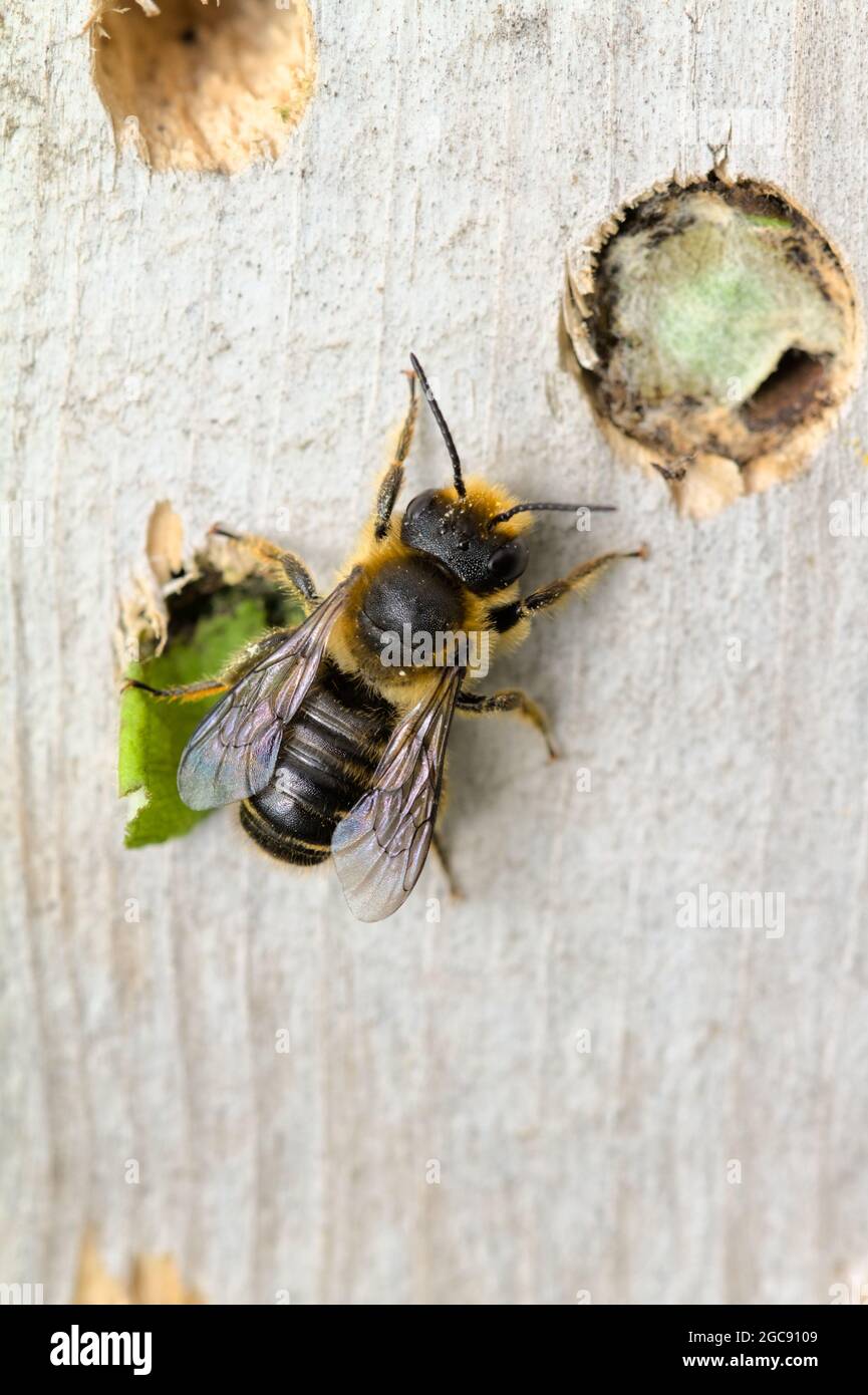 Macro Of A Leaf Cutter Bee, Megachile species, Sitting Next To A Leaf Covered Nest Hole On A Man Made Wooden Bee Hotel With Drilled Holes Christchurch Stock Photo