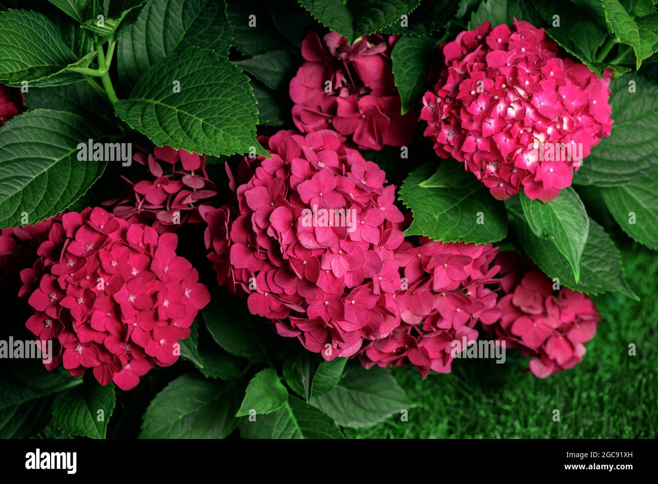 Hydrangea macrophylla garden hi-res stock photography and images - Alamy