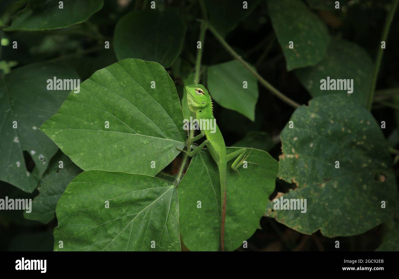 A full green color young oriental garden lizard on top of a wild leaf leaflet Stock Photo