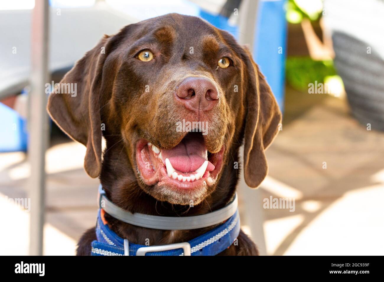 Dogs / Man's Best Friend Stock Photo