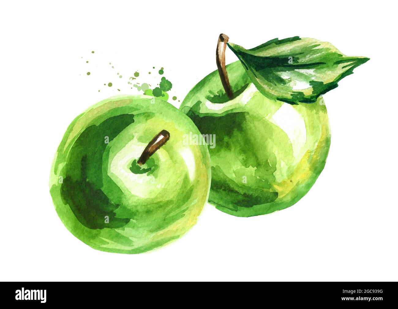 Green Apples. Hand drawn watercolor illustration, isolated on white