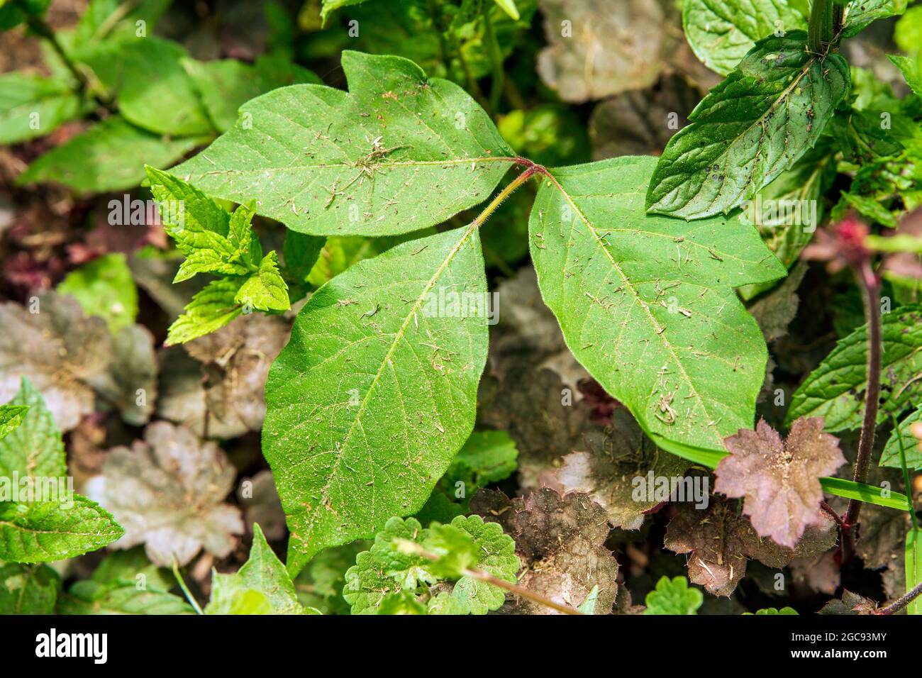 Itchy Poison Ivy Stock Photo