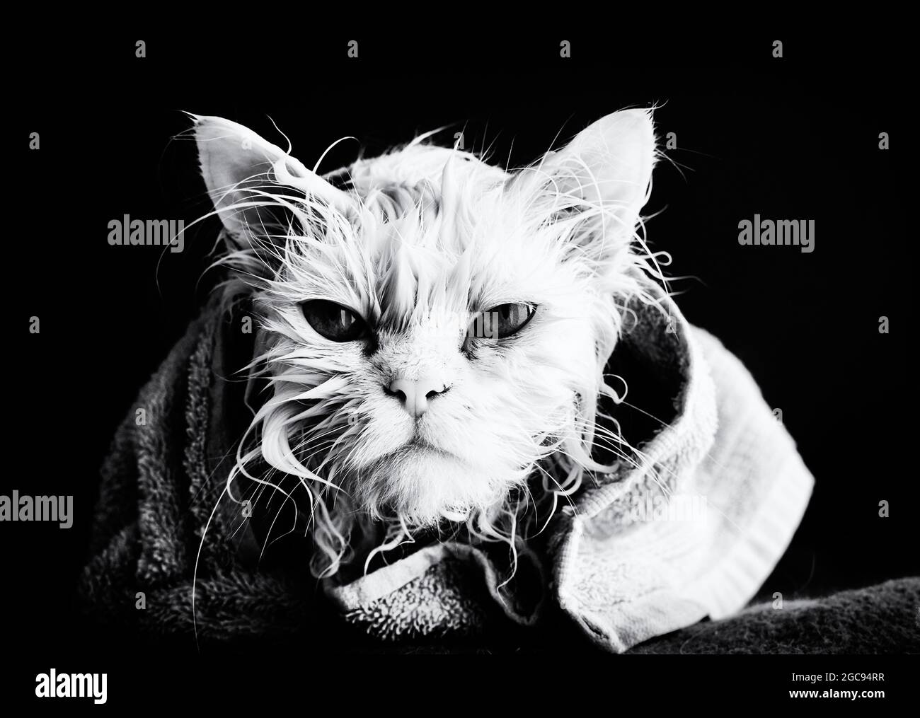 Cat after a bath Stock Photo Alamy