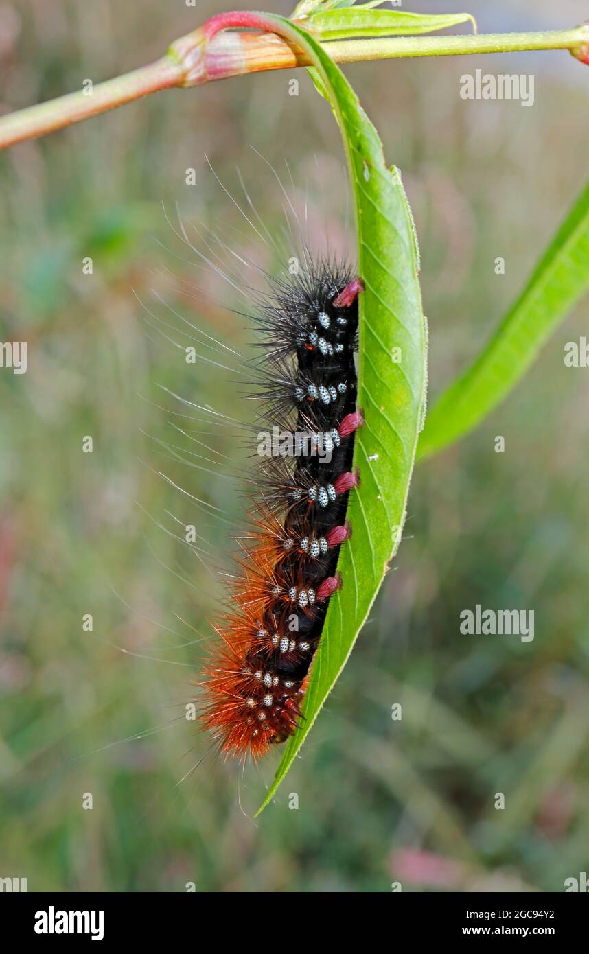 Close-up of a hairy caterpillar sitting on a leaf in natural environment Stock Photo