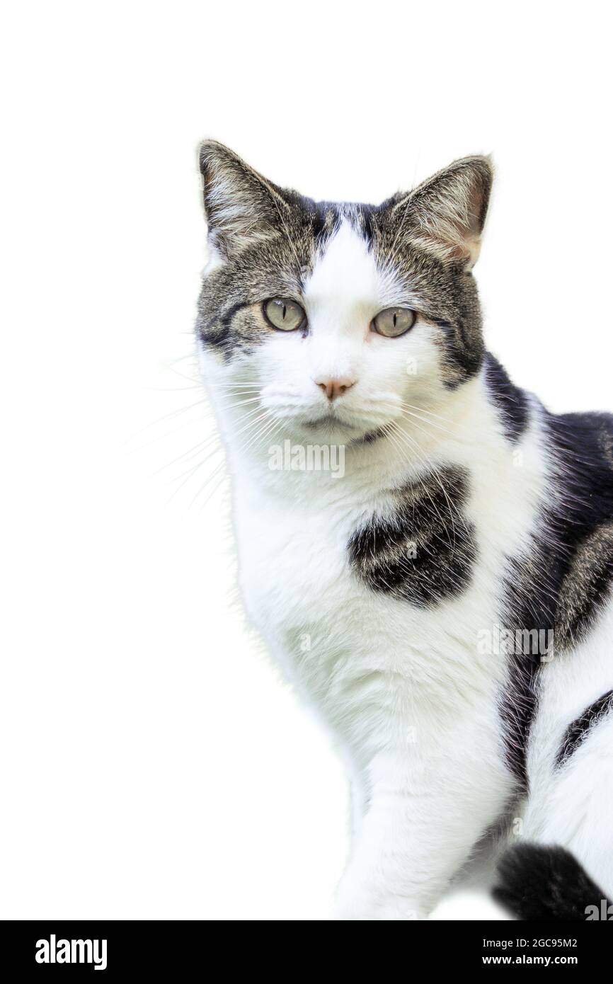 Cute domestic cat looking at the camera Stock Photo - Alamy