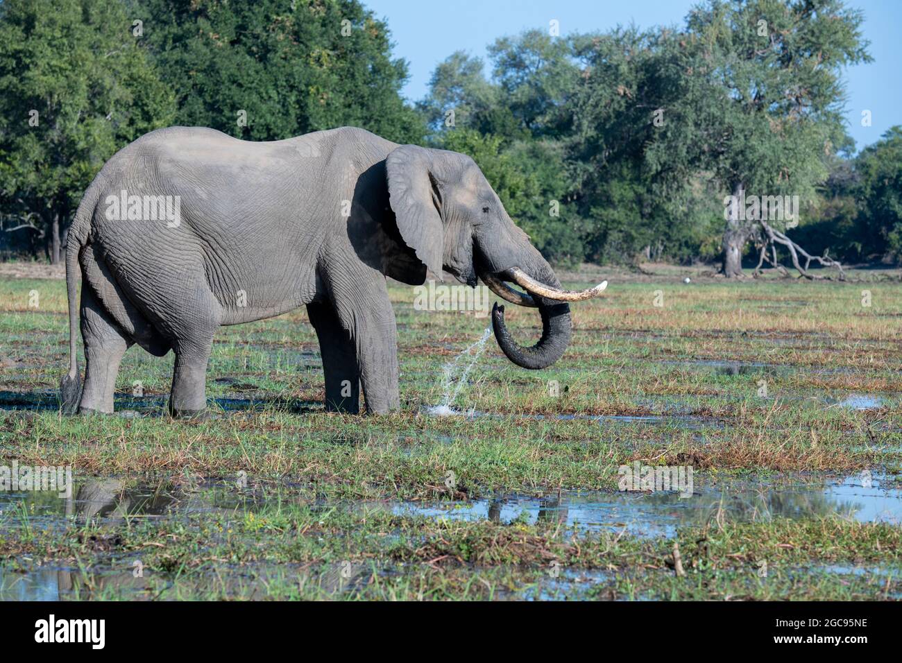 Zambia, South Luangwa National Park. Lone bull African elephant (Loxodonta Africana) drinking. Stock Photo