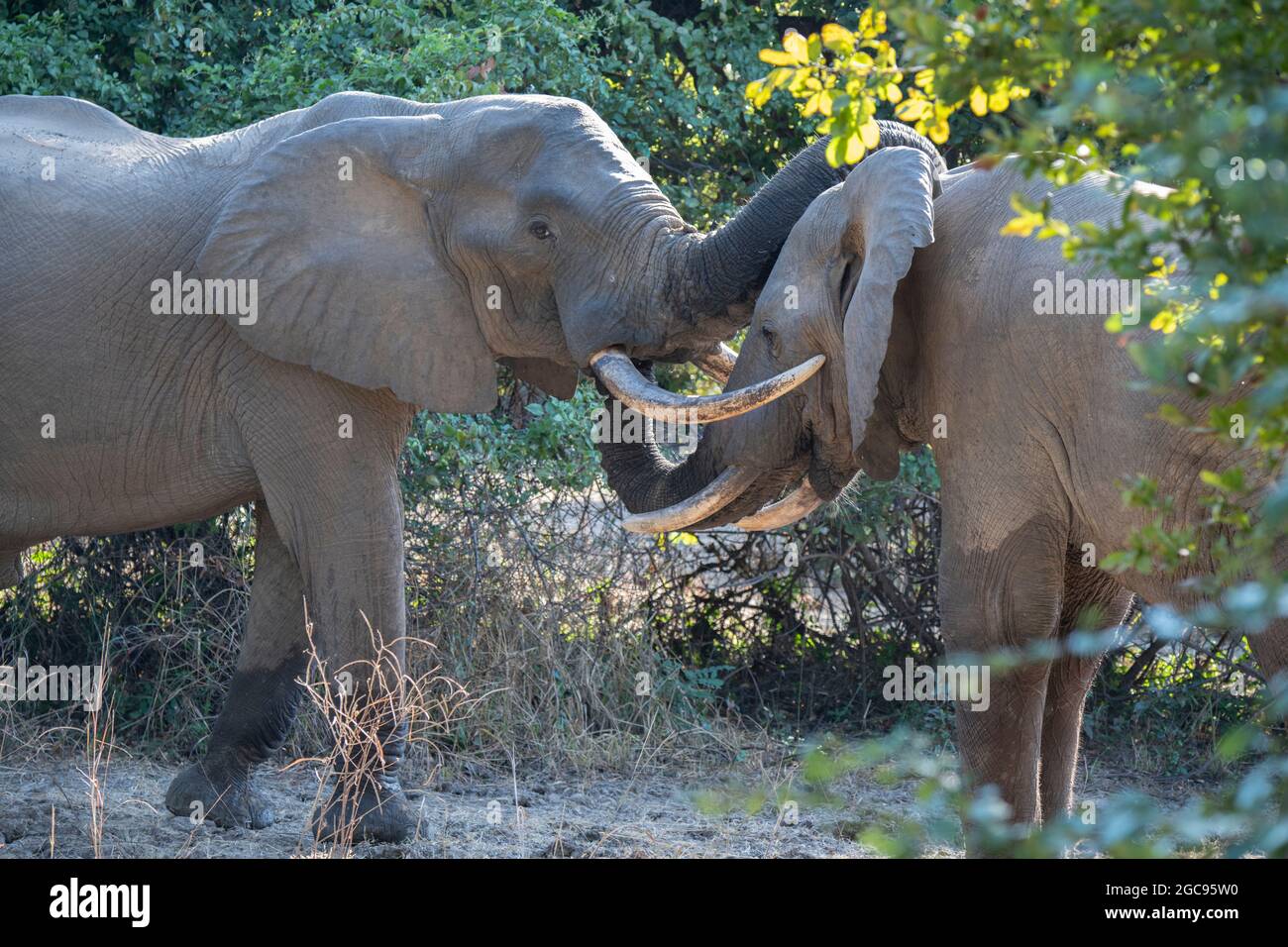 Zambia, South Luangwa National Park. Two bull African elephants (Loxodonta Africana) greeting. Stock Photo