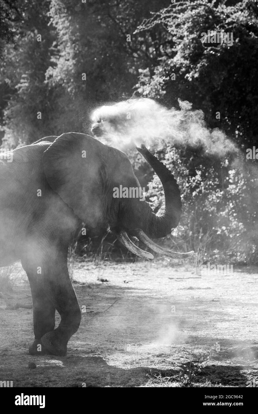 Zambia, South Luangwa National Park. Lone African elephant (Loxodonta Africana) doing a dust bath. B&W Stock Photo