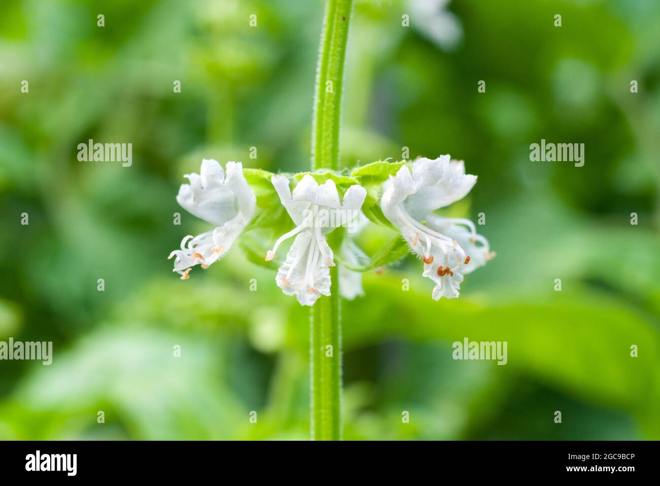 Basil (Ocimum basilicum) flowers Stock Photo