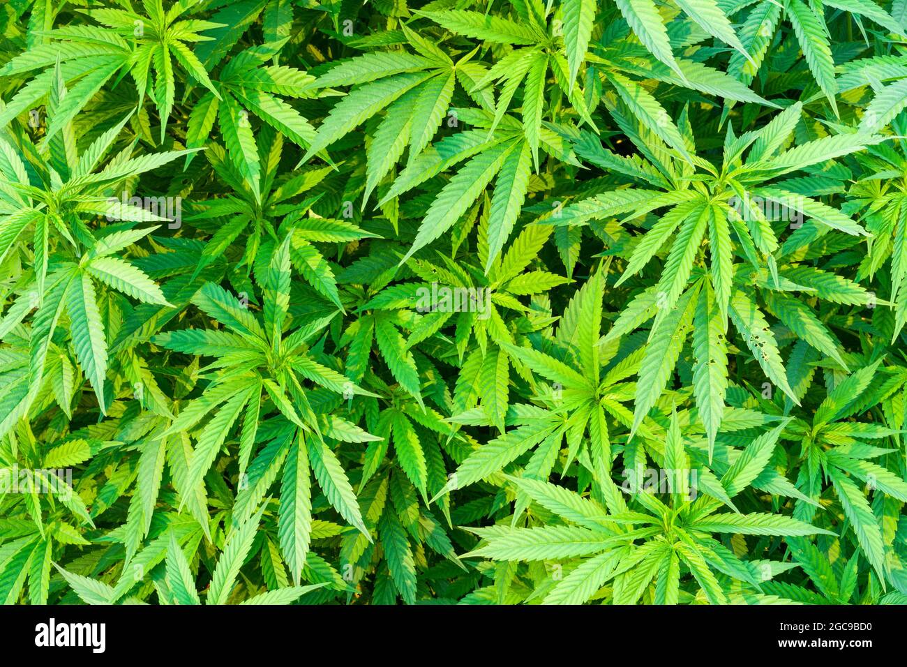 Foliage of a marijuana (Cannabis sativa) plant. Stock Photo