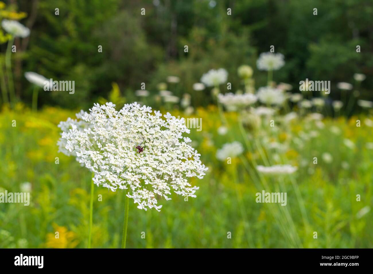Queen Anne's Lace or wild carrot (Daucus carota) flowers in a wildflower field. Stock Photo