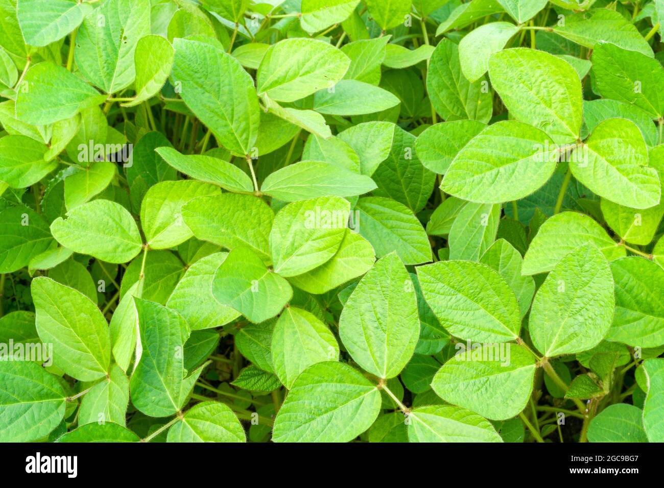 Soy bean (Glycine max) foliage. Stock Photo