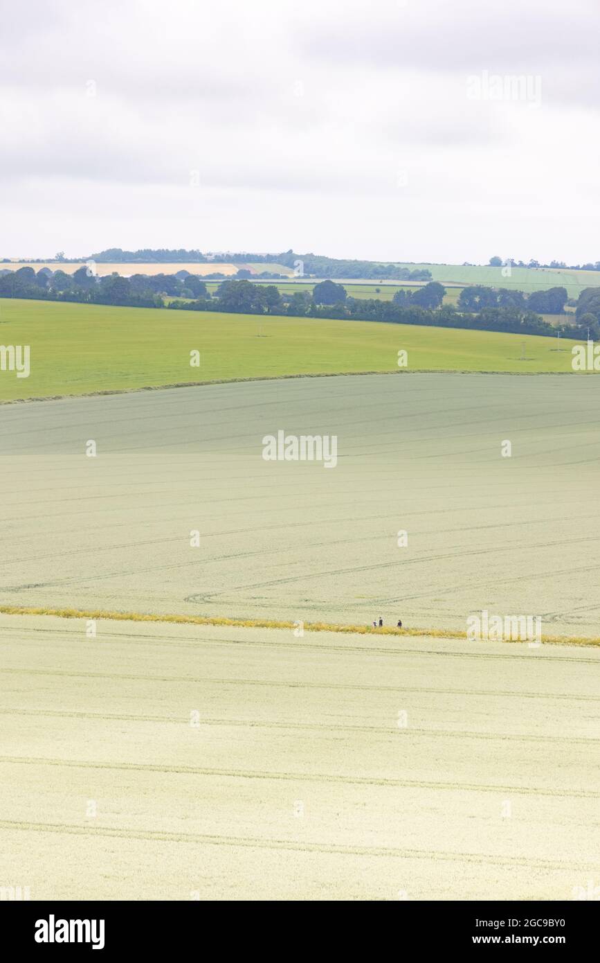 Salisbury, Wiltshire, UK, June 20th 2021: Three walkers on a path between arable farmland in Hampshire countryside near Old Sarum. Stock Photo