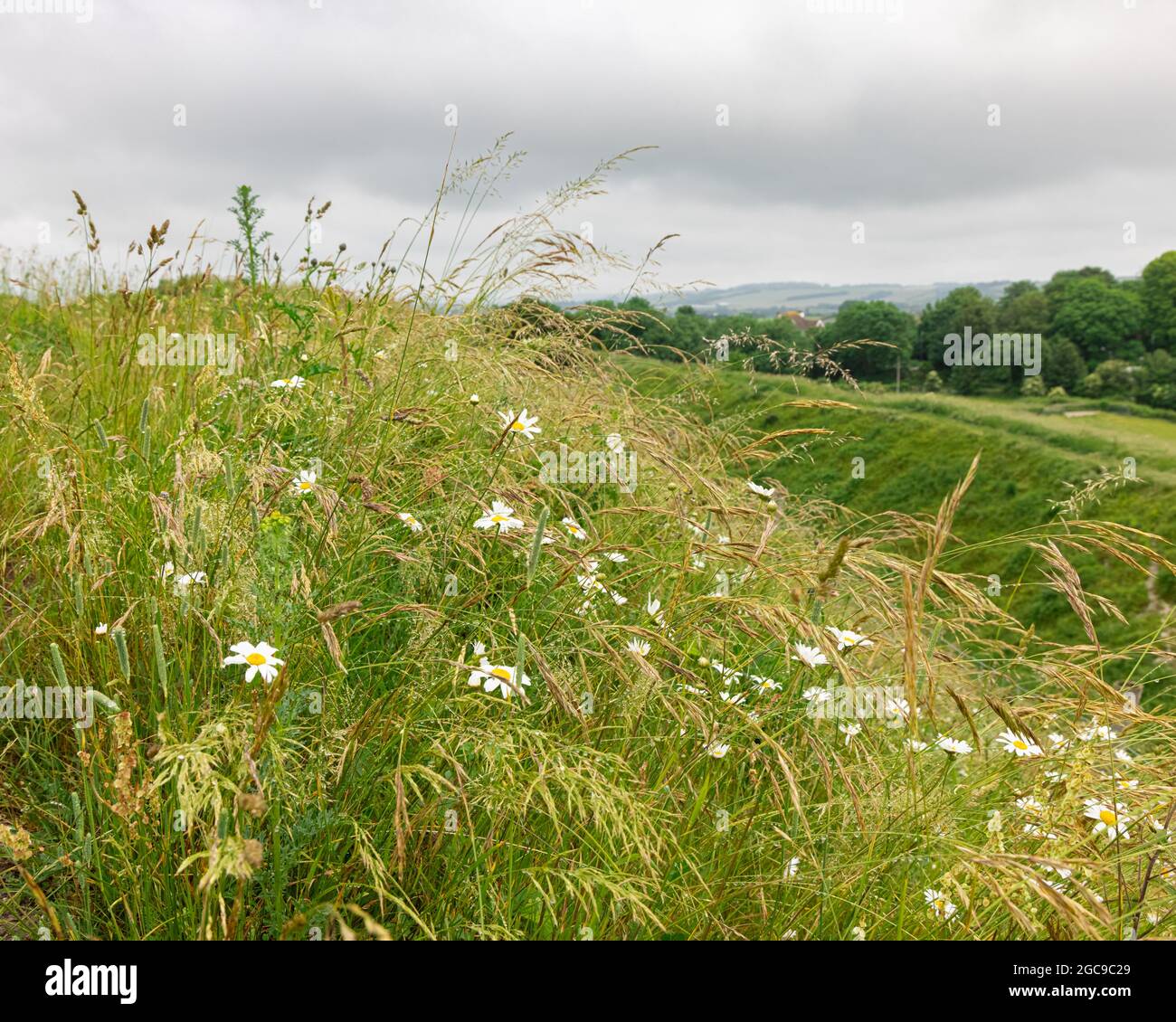 Salisbury, Wiltshire, UK, June 20th 2021: Oxeye daisies growing in long wet grass under an overcast sky on an earthwork at the historic Old Sarum. Stock Photo