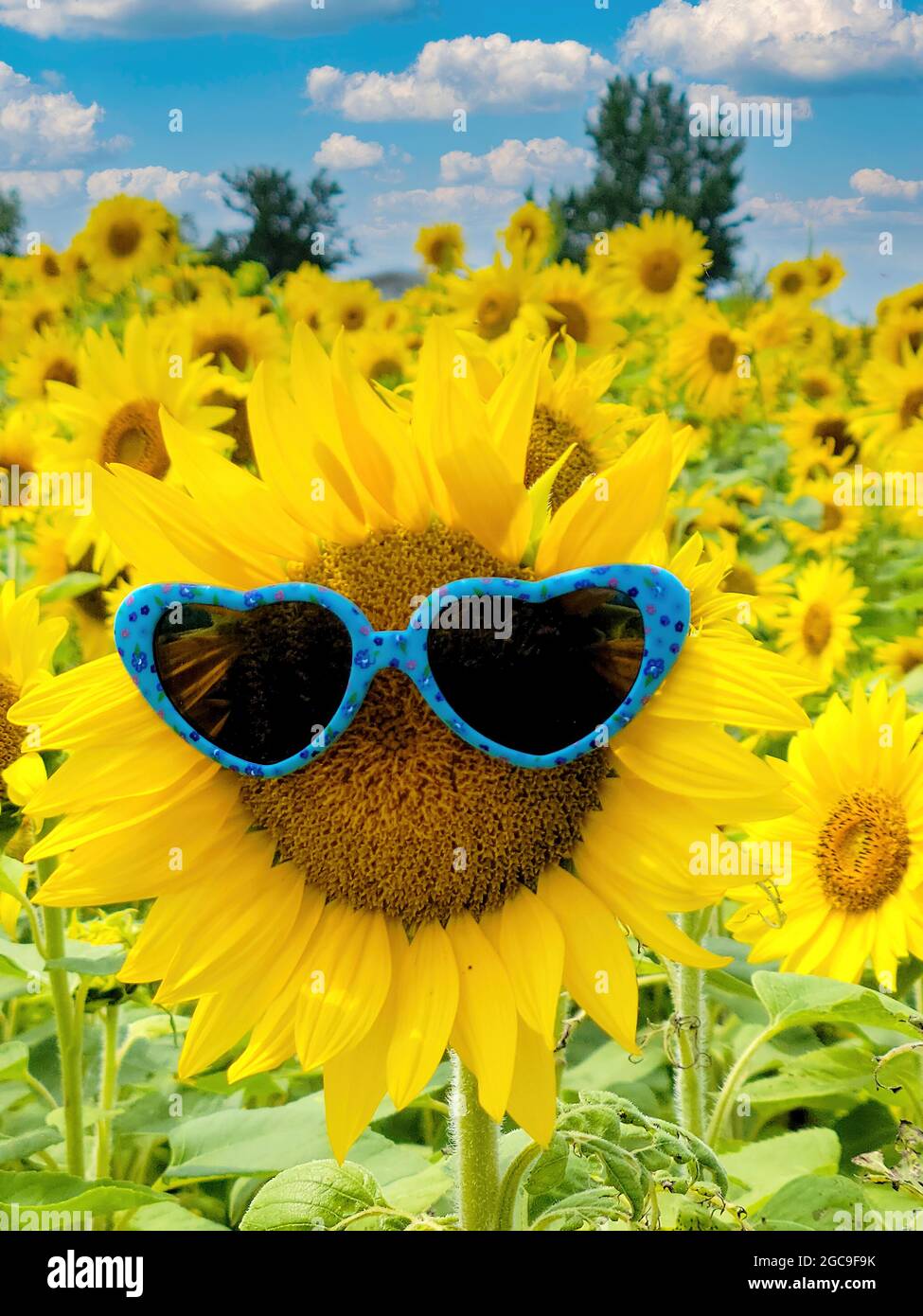 heart-shaped sunglasses on yellow sunflower head in Michigan sunflower field Stock Photo