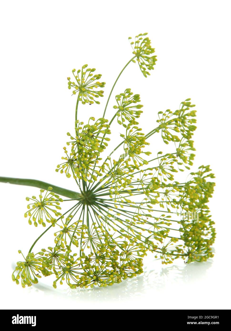 Dill flower isolated on white Stock Photo Alamy