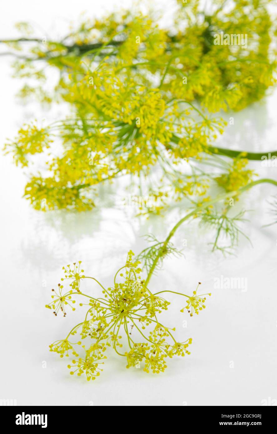 Dill flower isolated on white Stock Photo Alamy