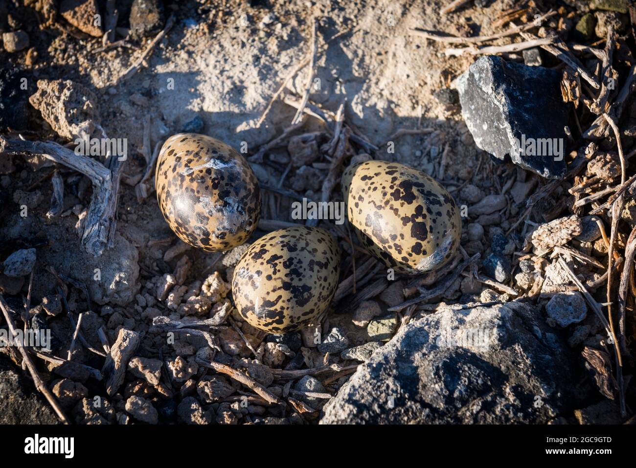 An American Avocet eggs in The Black Rock desert, Nevada, home of Burning Man filled with water at the end of May, 2017 Stock Photo