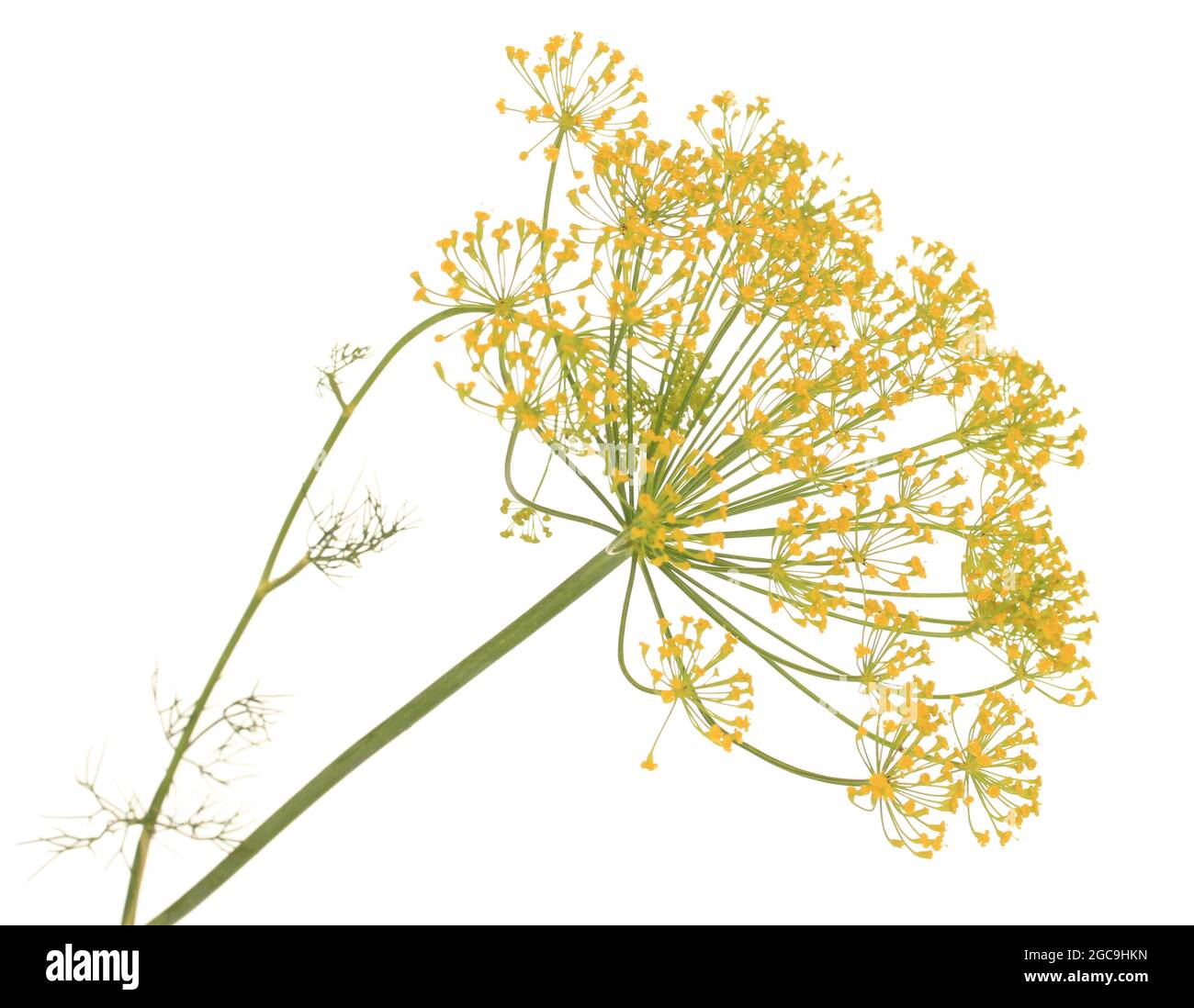 Dill flower isolated on white Stock Photo Alamy