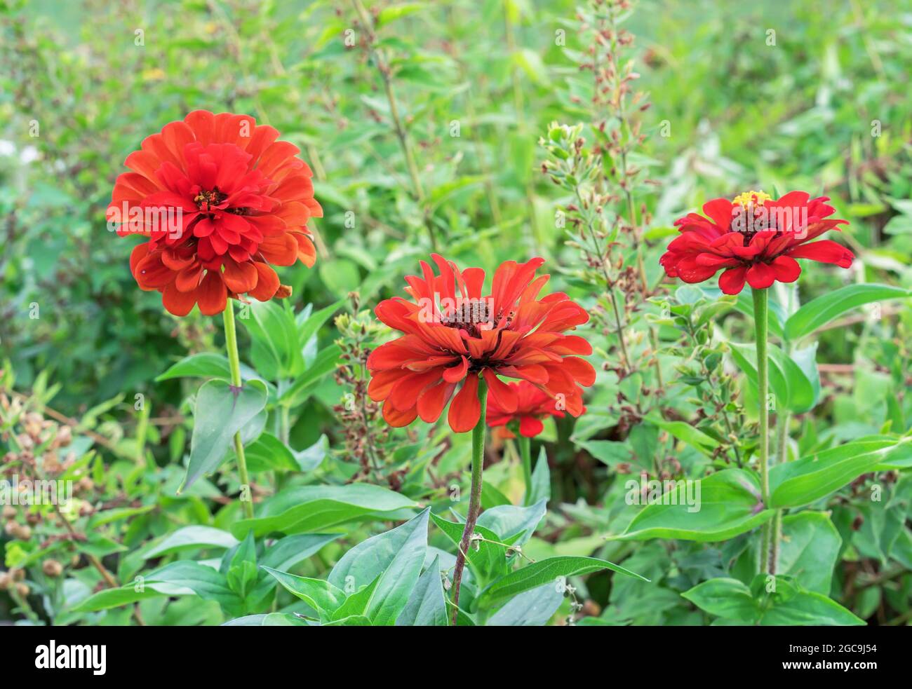 Three red zinnias bloom in the summer garden Stock Photo Alamy