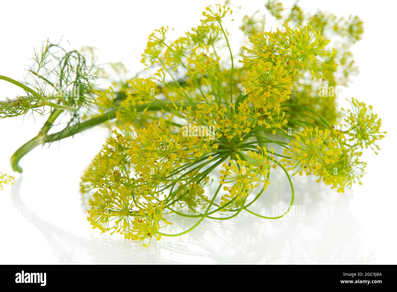Dill flower isolated on white Stock Photo Alamy