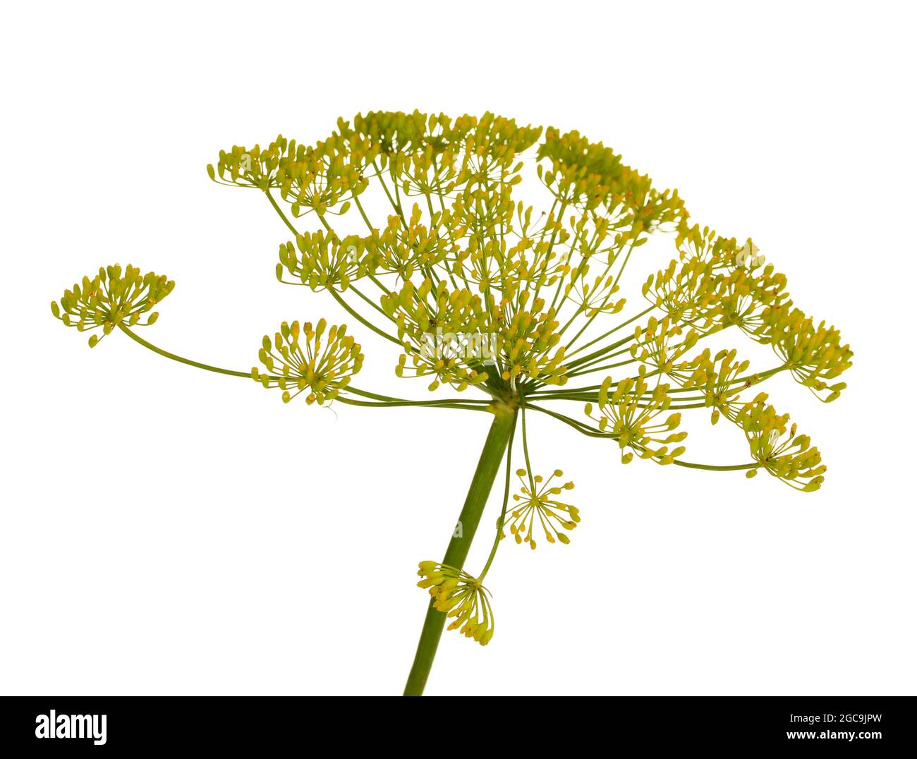 Dill flower isolated on white Stock Photo Alamy