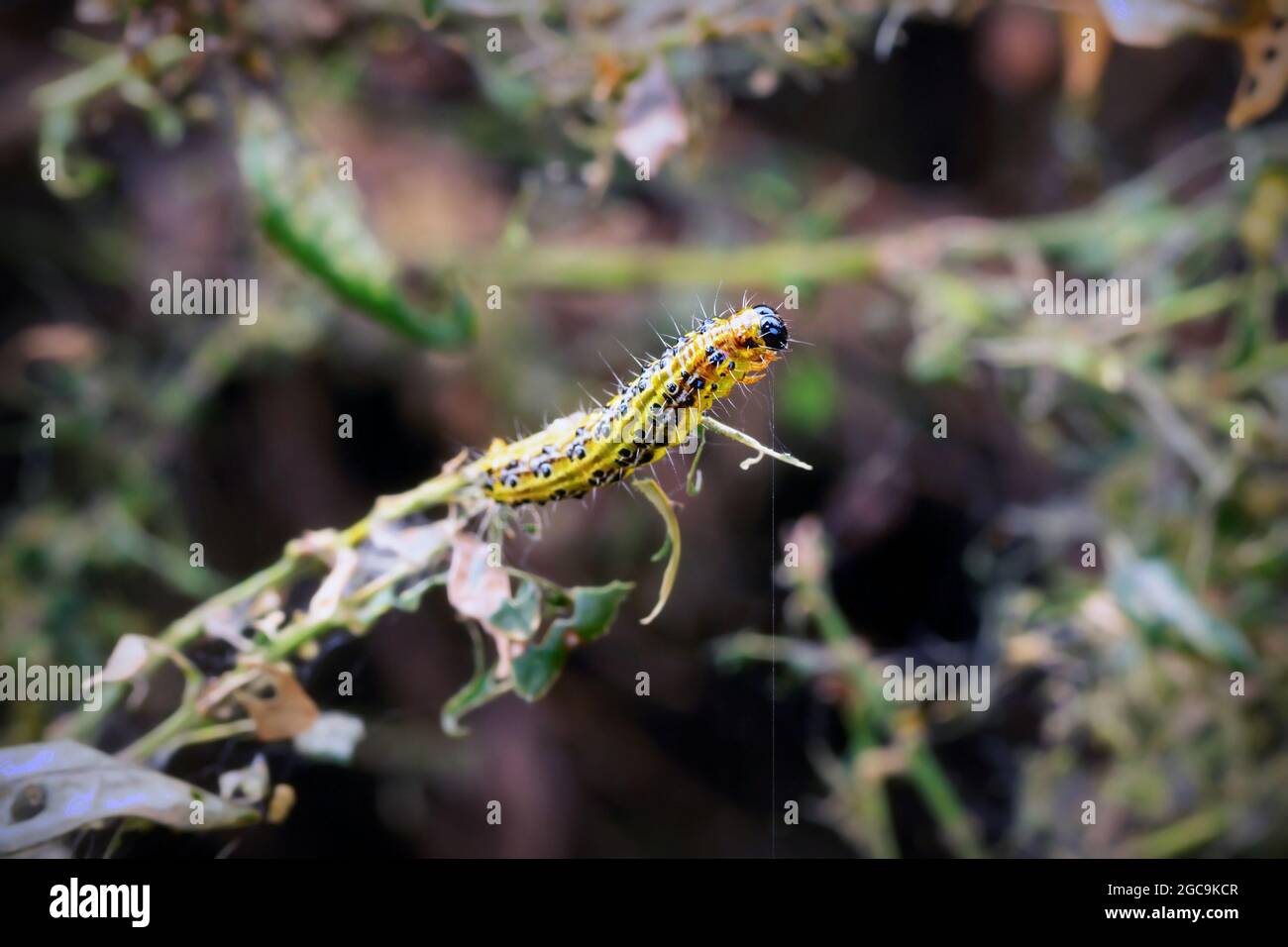 box moth caterpillar feeding on a.bush  ( Cydalima perspectalis ) Stock Photo