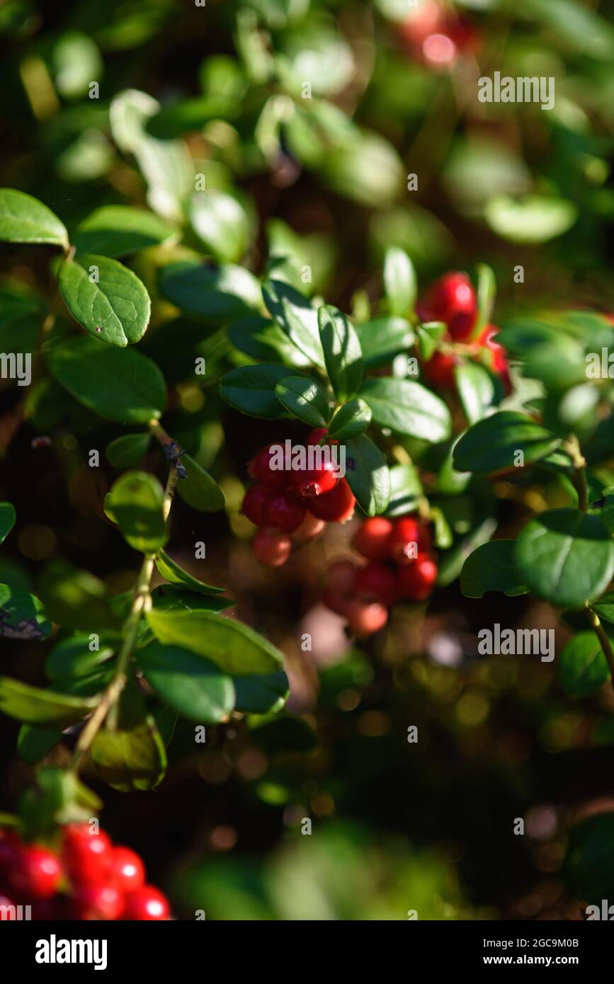 Fruits of the northern cranberry berry close-up in the forest on a bush ...