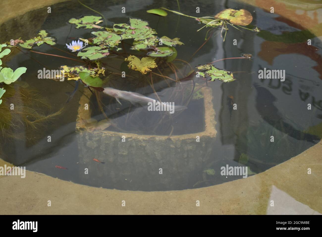 Outdoor pond with fish and plants. Army Ordinance camp Dombagoda. Sri Lanka. Stock Photo