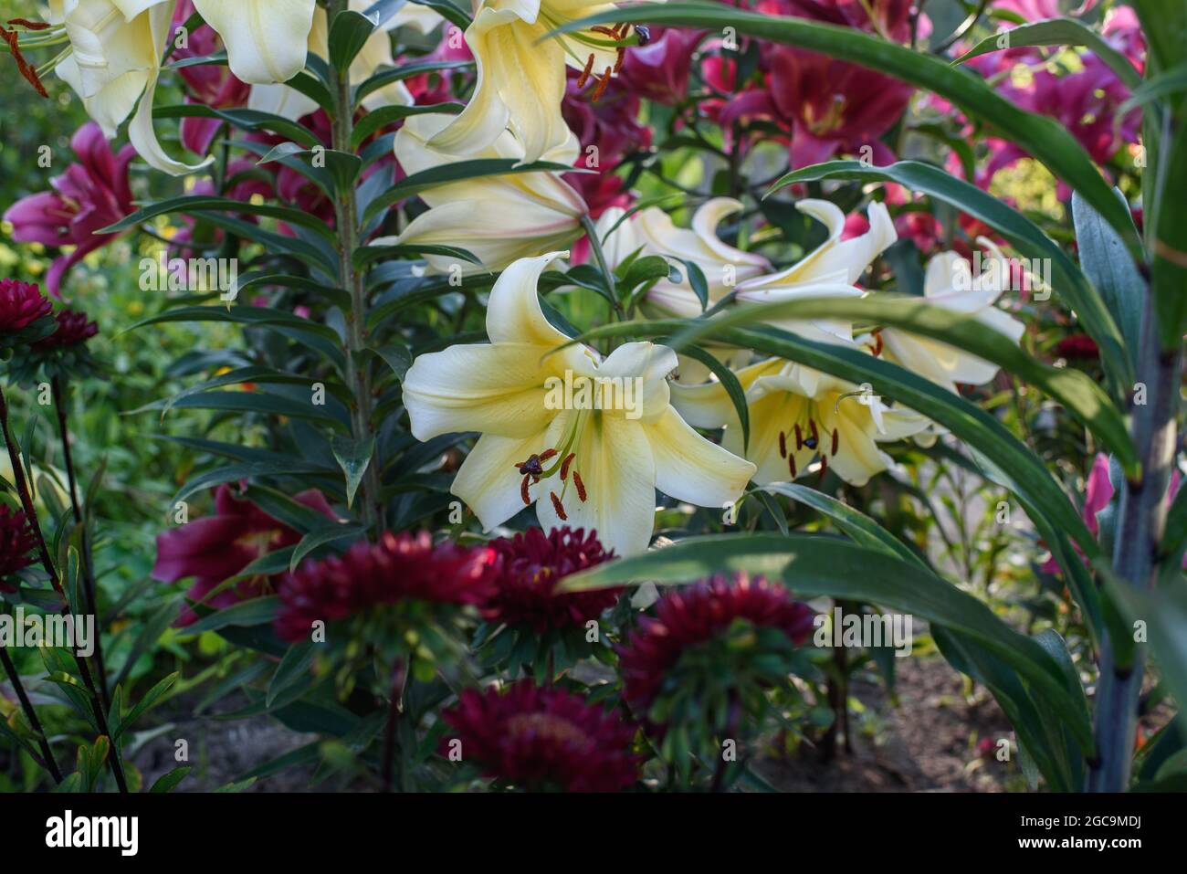 Yellow lilies close-up on a flower bed on a summer evening. Stock Photo