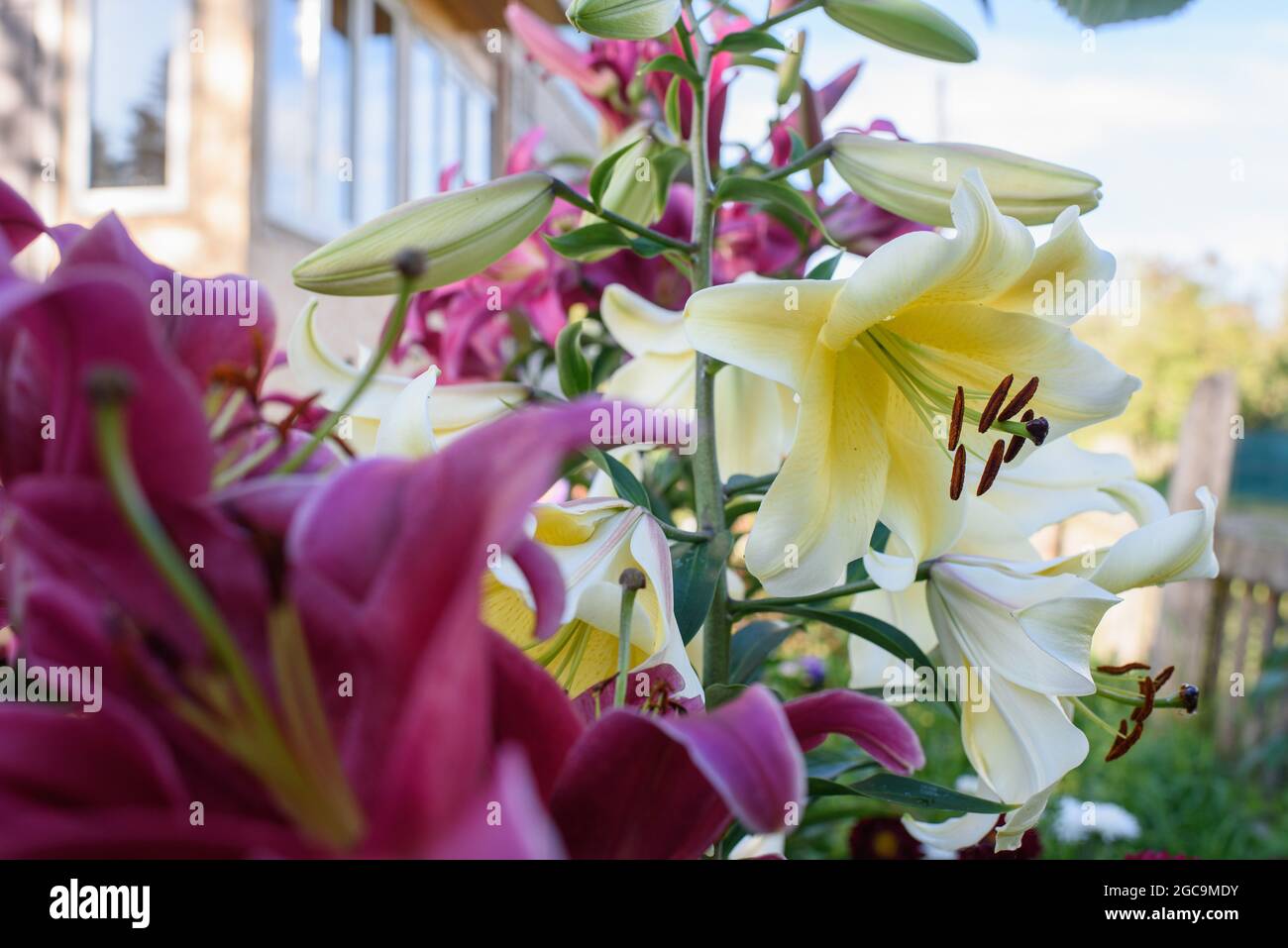 Yellow lilies close-up on a flower bed on a summer evening. Stock Photo