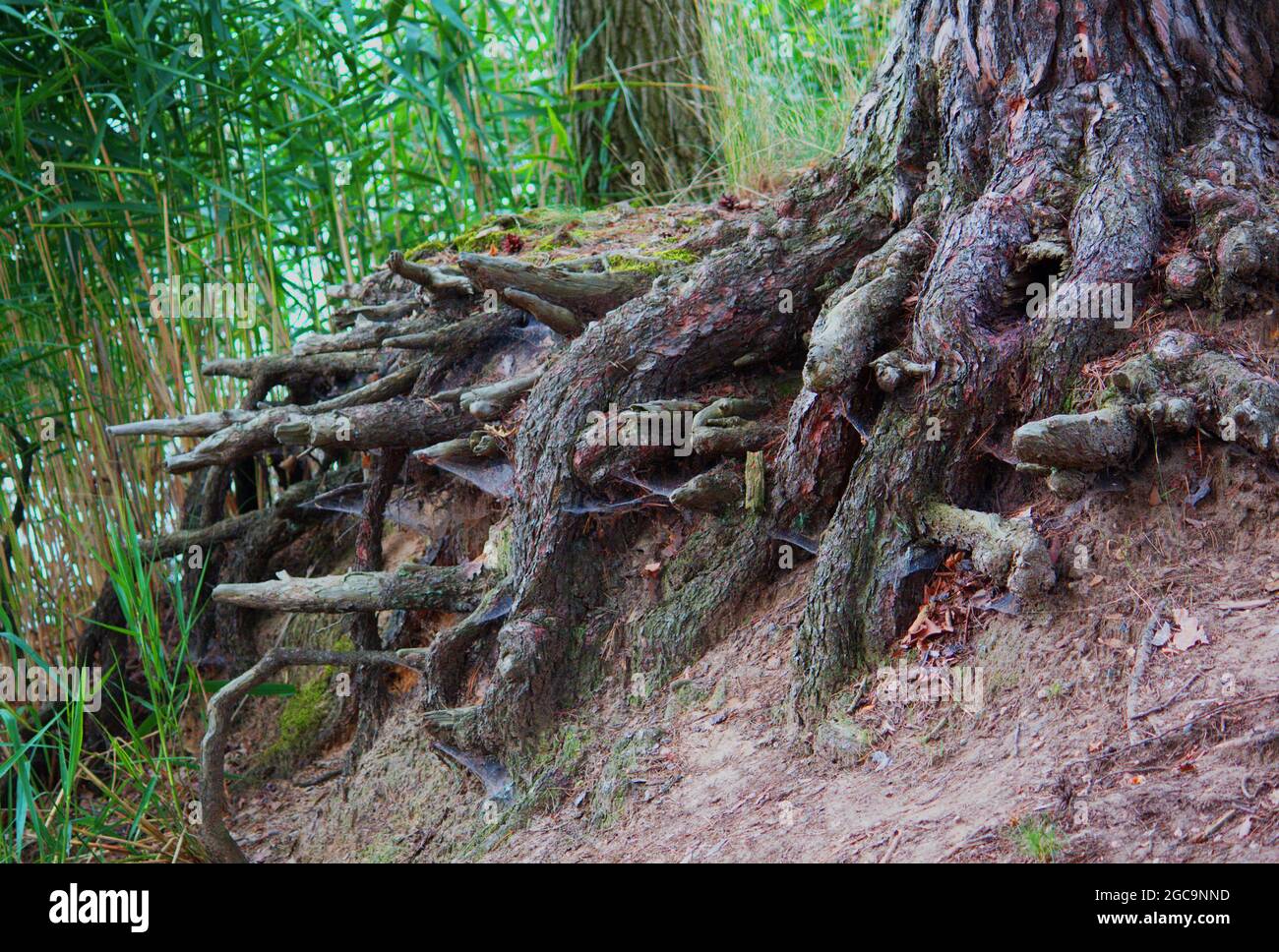 Roots of an old tree in the forest Stock Photo - Alamy