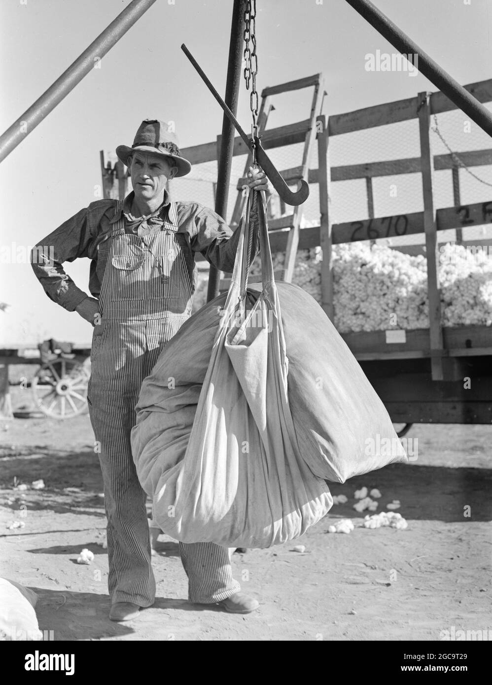 Cotton picker weighing his sack in the American Depression in the Dustbowl taken by Dorothy Lange Stock Photo