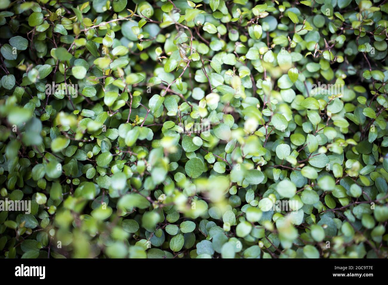 Callisia repens, also known as creeping inchplant, Bolivian Jew or turtle vine, is a succulent creeping plant from the family Commelinaceae. Plant in Stock Photo
