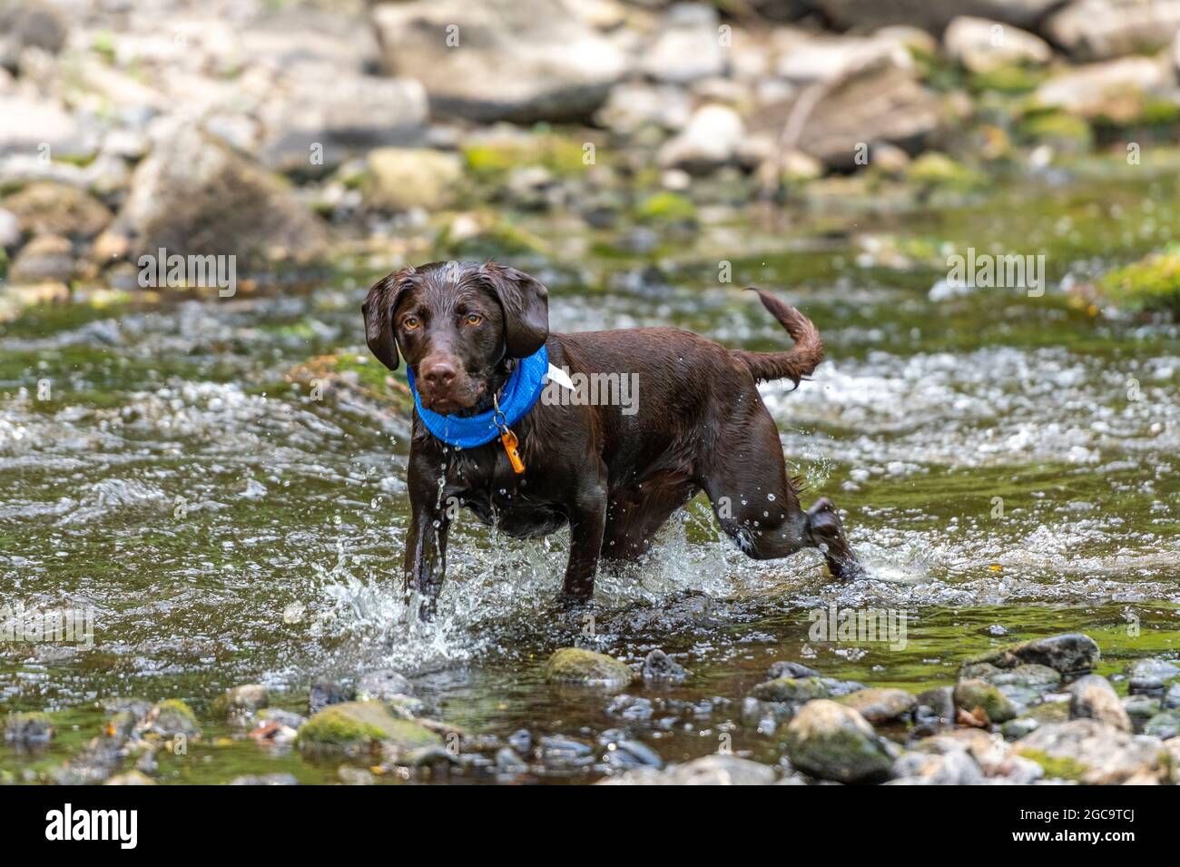 labradinger dog, cross-bred dog, labrador, springer spaniel cross, springerdor, springador, shooting dog, fit and healthy dog, dog swimming in river. Stock Photo