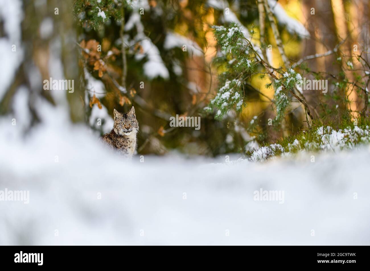 Eurasian lynx (Lynx lynx) in the winter forest in the snow. Big feline beast, young animal. Stock Photo