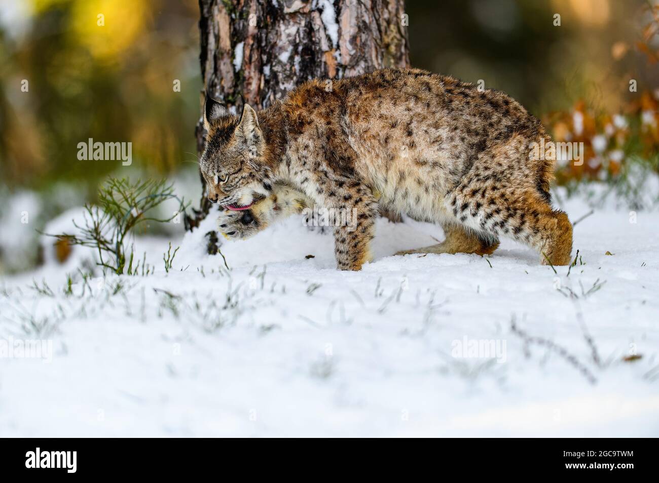 Eurasian lynx (Lynx lynx) in the winter forest in the snow. Big feline beast, young animal. Stock Photo