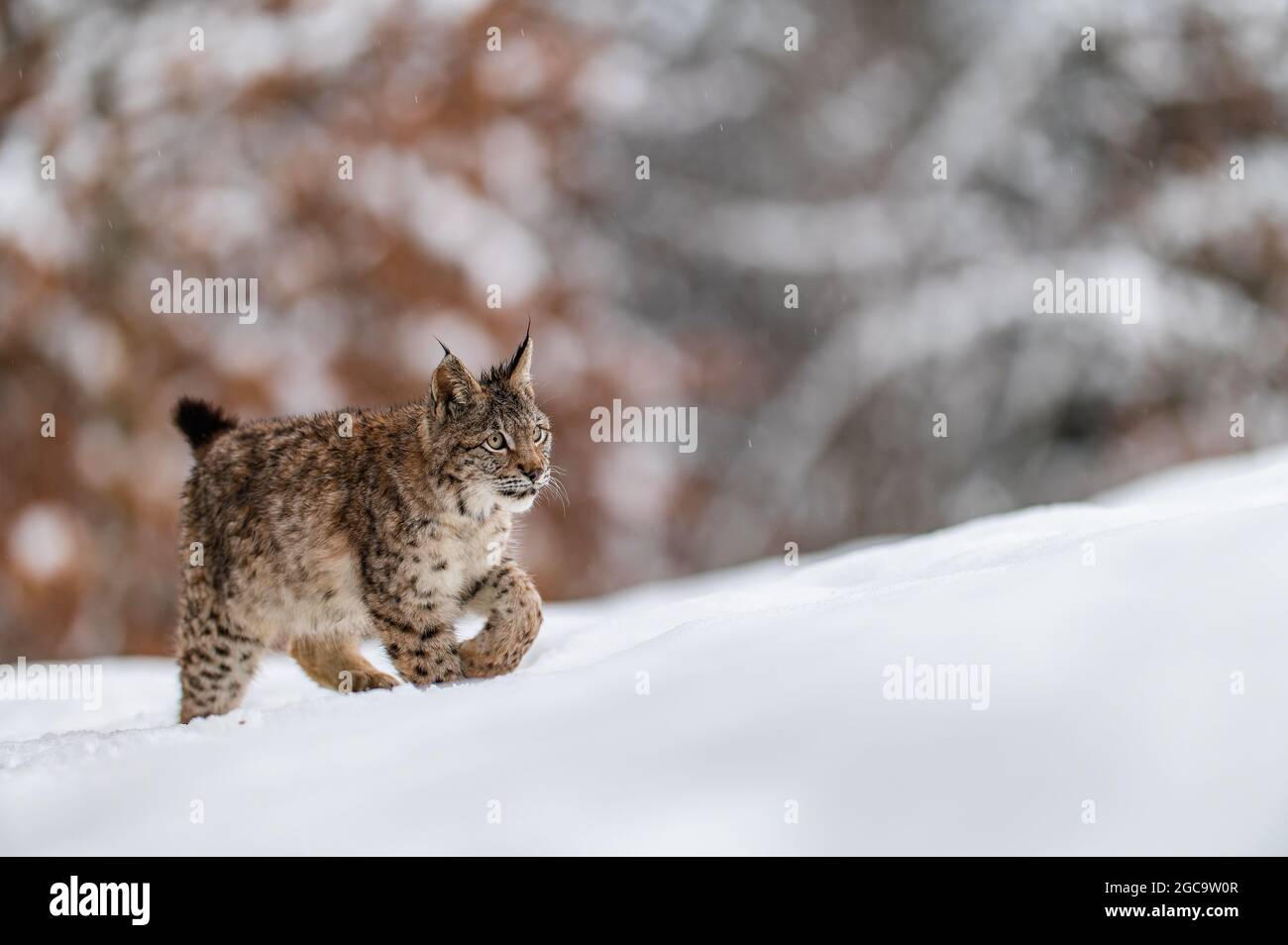 Eurasian lynx Lynx lynx in the winter forest in the snow Big feline Biology Diagrams