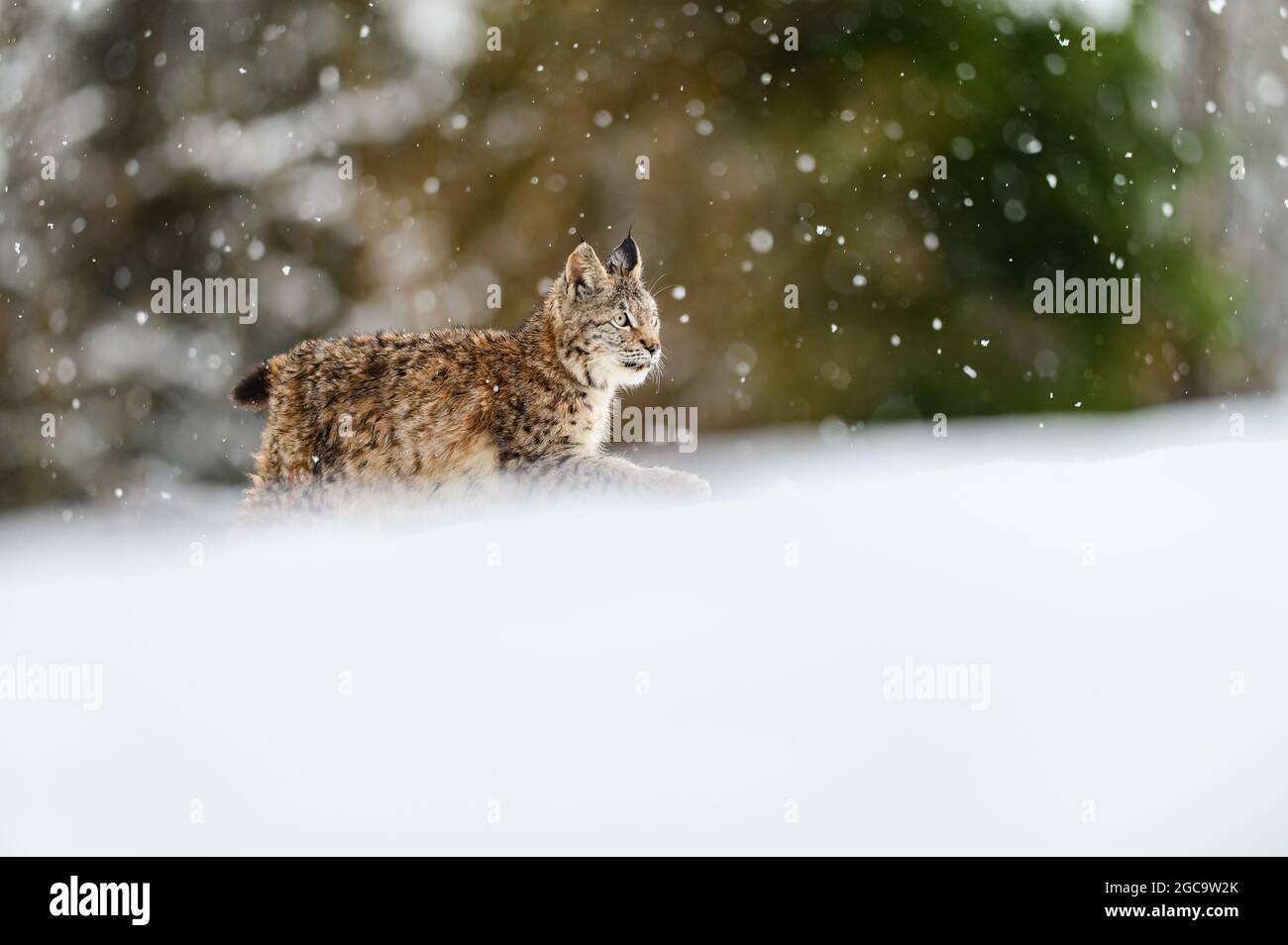 Eurasian lynx (Lynx lynx) in the winter forest in the snow, snowing. Big feline beast, young animal. Stock Photo