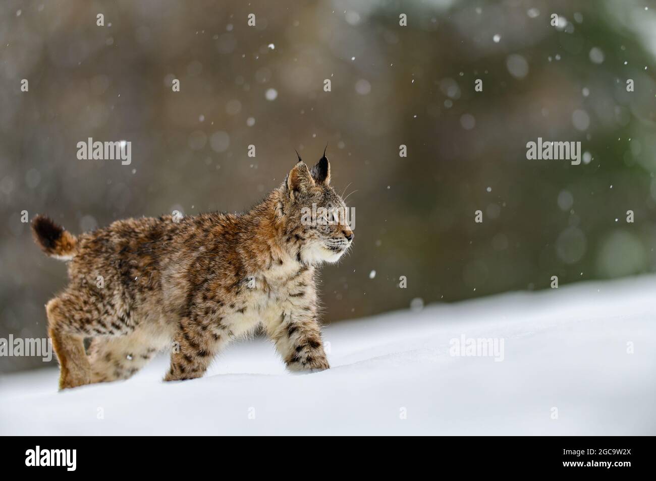 Eurasian lynx (Lynx lynx) in the winter forest in the snow, snowing. Big feline beast, young animal. Stock Photo
