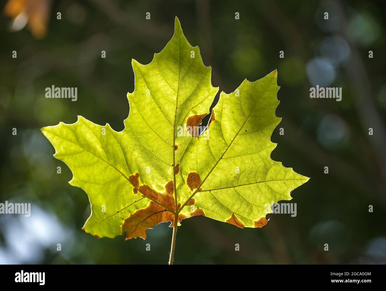 Bucharest, Romania - August 05, 2021: A sunlit green platanus leaf is affected by anthracnose. Stock Photo